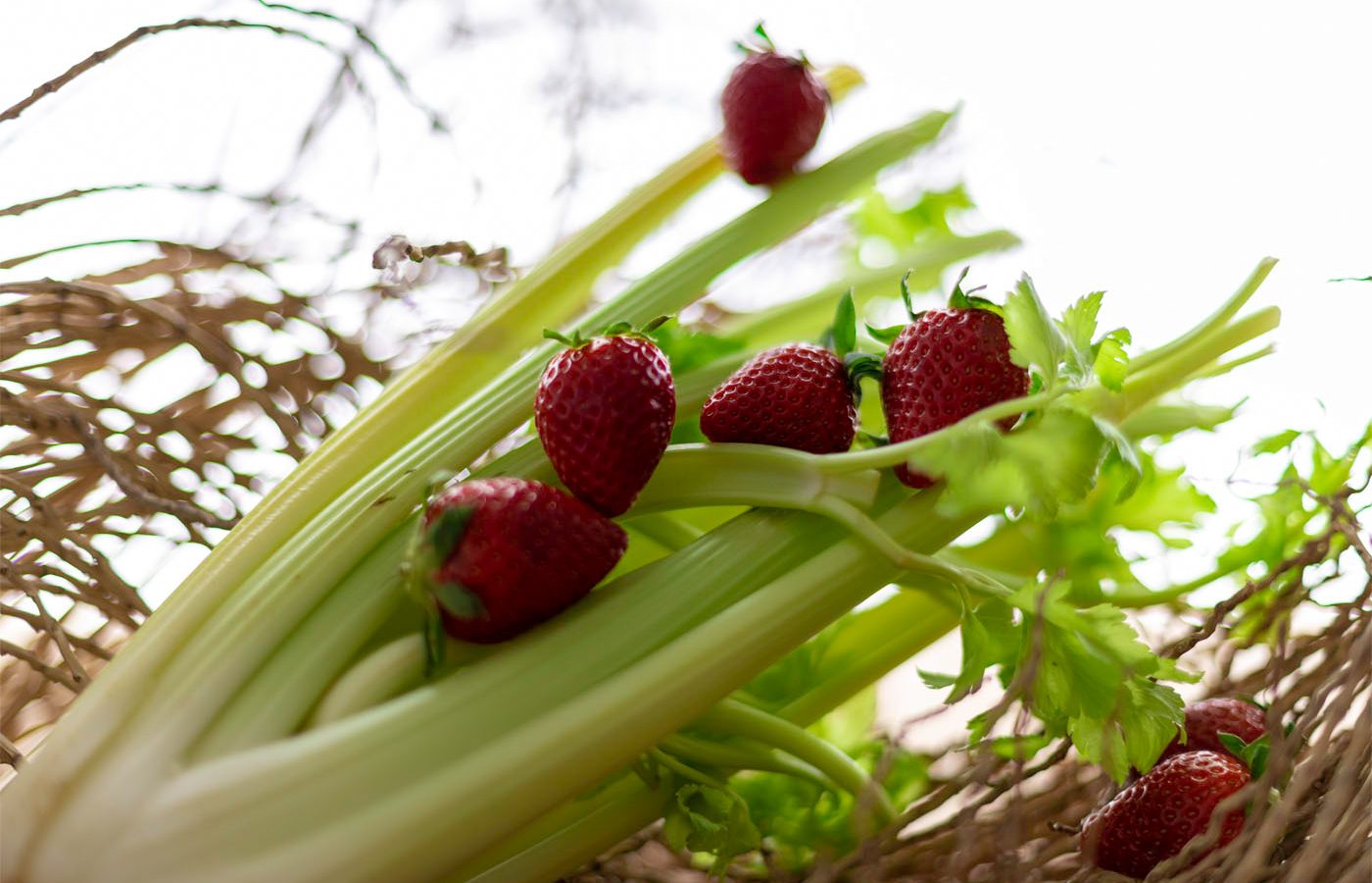 Erdbeeren Fenchel Wow Mit 50